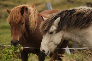 ijslands-paard-2
